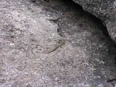 Podarcis guadarramae guadarramae