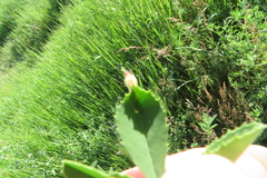 Tychius crassirostris