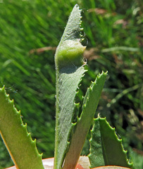 Tychius crassirostris