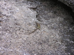 Podarcis guadarramae guadarramae