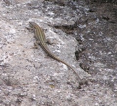 Podarcis guadarramae guadarramae