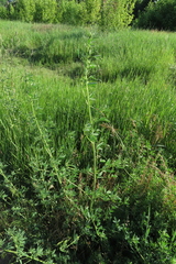 Tychius crassirostris