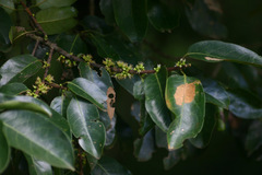 Cassipourea gummiflua