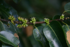 Cassipourea gummiflua