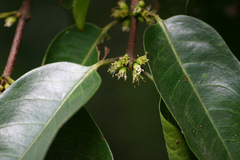 Cassipourea gummiflua