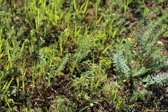 Euphorbia seguieriana