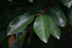 Cassipourea gummiflua