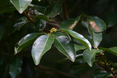 Cassipourea gummiflua