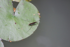 Limnoporus notabilis