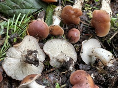 Gerhardtia foliicola