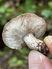 Gerhardtia foliicola