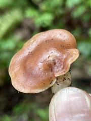 Gerhardtia foliicola