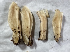 Gerhardtia foliicola