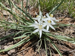 Leucocrinum montanum