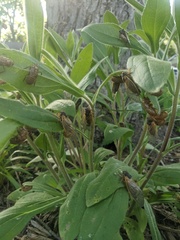 Magicicada cassinii