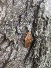 Magicicada cassinii