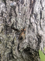 Magicicada cassinii
