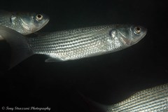 Gracilimugil argenteus