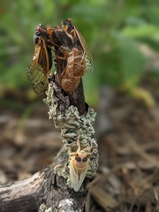 Magicicada cassinii
