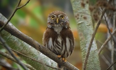 Glaucidium sanchezi