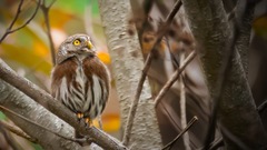 Glaucidium sanchezi