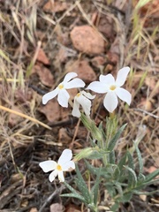 Phlox stansburyi