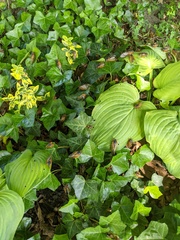 Magicicada cassinii