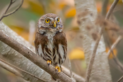 Glaucidium sanchezi