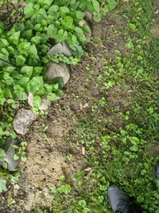 Magicicada cassinii