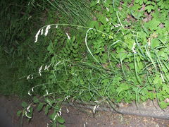 Dactylis glomerata lobata