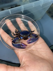 Petrolisthes violaceus