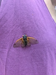 Magicicada cassinii