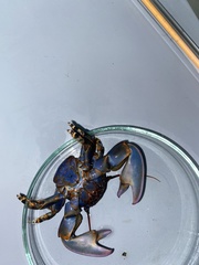 Petrolisthes violaceus