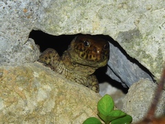 Lepidophyma