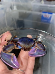 Petrolisthes violaceus