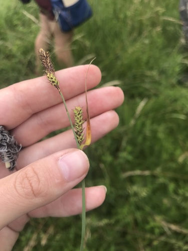 ostrica Hartmanova (Carex hartmaniorum)
