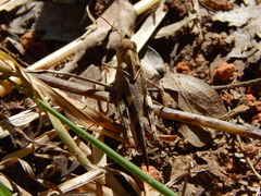 Humbe tenuicornis
