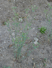 Euphorbia chamaesula