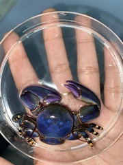 Petrolisthes violaceus