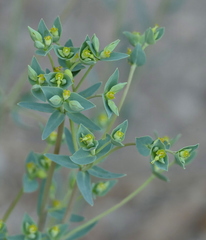Euphorbia chamaesula