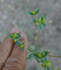 Euphorbia chamaesula
