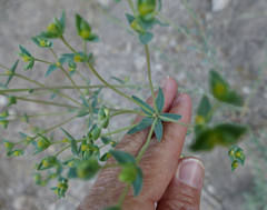 Euphorbia chamaesula