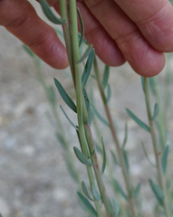 Euphorbia chamaesula