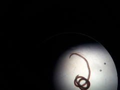 Lumbriculus variegatus