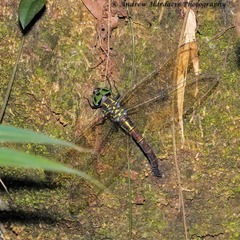 Polycanthagyna erythromelas