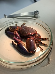 Petrolisthes violaceus