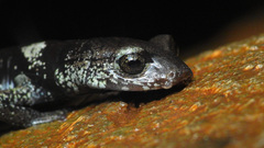 Aquiloeurycea scandens