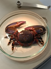 Petrolisthes violaceus