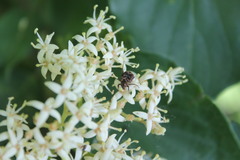 Valgus canaliculatus