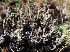 Cladonia ramulosa